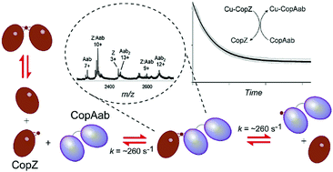 Graphical abstract: Kinetic analysis of copper transfer from a chaperone to its target protein mediated by complex formation