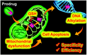 Graphical abstract: Targeted combinational therapy inducing mitochondrial dysfunction