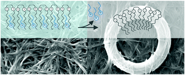 Graphical abstract: Microscale coiling in bis-imidazolium supramolecular hydrogel fibres induced by the release of a cationic serine protease inhibitor