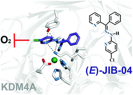 Graphical abstract: The small molecule JIB-04 disrupts O2 binding in the Fe-dependent histone demethylase KDM4A/JMJD2A