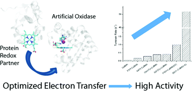 Graphical abstract: Improving artificial metalloenzymes' activity by optimizing electron transfer