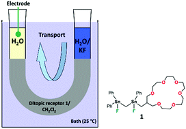 Graphical abstract: Liquid membrane transport of potassium fluoride by the organotin-based ditopic host Ph2FSnCH2SnFPh-CH2-[19]-crown-6