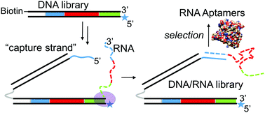 Graphical abstract: DNA display of folded RNA libraries enabling RNA-SELEX without reverse transcription