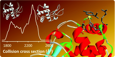 Graphical abstract: The metalation of hen egg white lysozyme impacts protein stability as shown by ion mobility mass spectrometry, differential scanning calorimetry, and X-ray crystallography