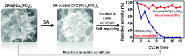 Graphical abstract: Self-repairing metal–organic hybrid complexes for reinforcing immobilized chloroperoxidase reusability