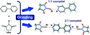 Graphical abstract: Halogen bonding of N-bromosuccinimide by grinding