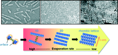 Graphical abstract: Evaporation-driven regularization of crystallographically ordered arrangements of truncated nanoblocks: from 1D chains to 2D rhombic superlattices