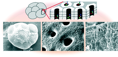 Graphical abstract: Mesoscopic crystallographic textures on shells of a hyaline radial foraminifer Ammonia beccarii
