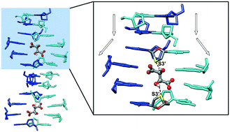 Graphical abstract: Insights into the opening of DNA-like double-stranded helices in lamivudine duplex IV and the first polymorph of this drug