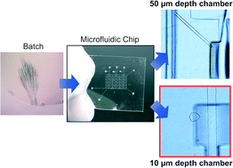 Graphical abstract: A microfluidic-based protein crystallization method in 10 micrometer-sized crystallization space