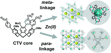 Graphical abstract: The effect of carboxylate position on the structure of a metal organic framework derived from cyclotriveratrylene