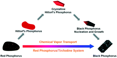 Graphical abstract: Hittorf's phosphorus: the missing link during transformation of red phosphorus to black phosphorus