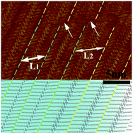 Graphical abstract: Self-assembly of hydrogen-bonded supramolecular complexes of nucleic-acid-base and fatty-acid at the liquid–solid interface