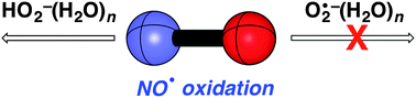 Graphical abstract: Oxidation of NO˙ by small oxygen species HO2− and O2˙−: the role of negative charge, electronic spin and water solvation