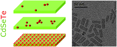 Graphical abstract: From dilute isovalent substitution to alloying in CdSeTe nanoplatelets
