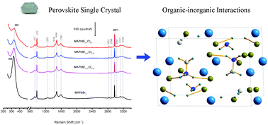 Graphical abstract: Organic–inorganic interactions of single crystalline organolead halide perovskites studied by Raman spectroscopy