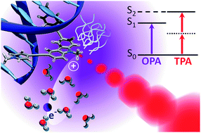 Graphical abstract: Two-photon-absorption DNA sensitization via solvated electron production: unraveling photochemical pathways by molecular modeling and simulation