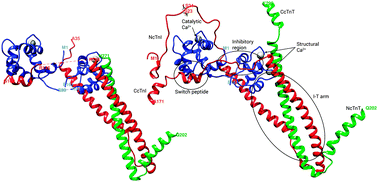 Graphical abstract: Troponin structure: its modulation by Ca2+ and phosphorylation studied by molecular dynamics simulations