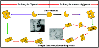 Graphical abstract: Glycerol inhibits the primary pathways and transforms the secondary pathway of insulin aggregation