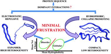 Graphical abstract: Globular–disorder transition in proteins: a compromise between hydrophobic and electrostatic interactions?