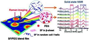 Graphical abstract: In situ microscopic studies on the structures and phase behaviors of SF/PEG films using solid-state NMR and Raman imaging
