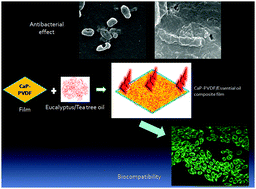 Graphical abstract: Synthesis of eucalyptus/tea tree oil absorbed biphasic calcium phosphate–PVDF polymer nanocomposite films: a surface active antimicrobial system for biomedical application