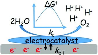 Graphical abstract: Exploring the kinetic and thermodynamic aspects of four-electron electrochemical reactions: electrocatalysis of oxygen evolution by metal oxides and biological systems