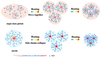 Graphical abstract: Exploring the influence of the poly(4-vinyl pyridine) segment on the solution properties and thermal phase behaviours of oligo(ethylene glycol) methacrylate-based block copolymers: the different aggregation processes with various morphologies