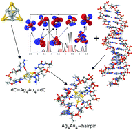Graphical abstract: DNA-stabilized Ag–Au bimetallic clusters: the effects of alloying and embedding on optical properties