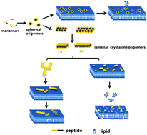 Graphical abstract: Formation of lamellar micelle-like oligomers and membrane disruption revealed by the study of short peptide hIAPP18–27
