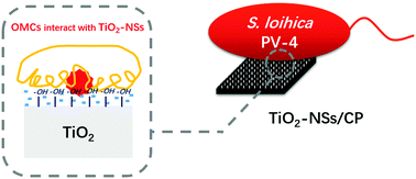 Graphical abstract: The catalytic effect of TiO2 nanosheets on extracellular electron transfer of Shewanella loihica PV-4