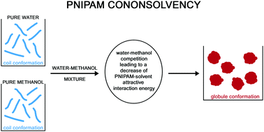 Graphical abstract: An alternative explanation of the cononsolvency of poly(N-isopropylacrylamide) in water–methanol solutions