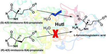 Graphical abstract: Exploring the substrate specificity and catalytic mechanism of imidazolonepropionase (HutI) from Bacillus subtilis