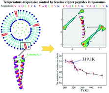 Graphical abstract: Computational insights into the destabilization of α-helical conformations formed by leucine zipper peptides in response to temperature