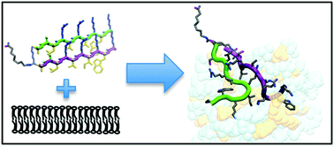 Graphical abstract: The singular behavior of a β-type semi-synthetic two branched polypeptide: three-dimensional structure and mode of action