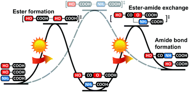 Graphical abstract: Kinetics of prebiotic depsipeptide formation from the ester–amide exchange reaction