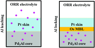 Graphical abstract: The segregation resistance of the Pt2ML/Os/Pd3Al sandwich catalyst for oxygen reduction reaction: a density functional theory study