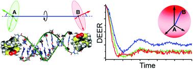 Graphical abstract: Interaction of triarylmethyl radicals with DNA termini revealed by orientation-selective W-band double electron–electron resonance spectroscopy