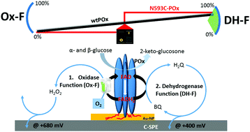 Graphical abstract: Electrochemical characterization of the pyranose 2-oxidase variant N593C shows a complete loss of the oxidase function with full preservation of substrate (dehydrogenase) activity
