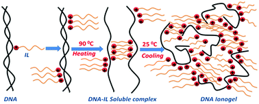 Graphical abstract: DNA ionogel: Structure and self-assembly