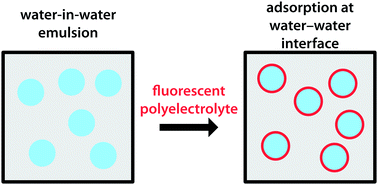 Graphical abstract: Polyelectrolytes adsorbed at water–water interfaces