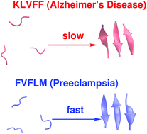 Graphical abstract: Oligomerization of FVFLM peptides and their ability to inhibit beta amyloid peptides aggregation: consideration as a possible model