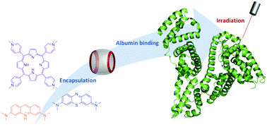 Graphical abstract: Photochemical behavior of biosupramolecular assemblies of photosensitizers, cucurbit[n]urils and albumins