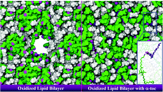 Graphical abstract: Alpha-tocopherol inhibits pore formation in oxidized bilayers