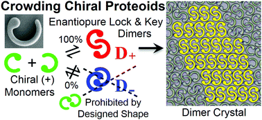 Graphical abstract: Dimer crystallization of chiral proteoids
