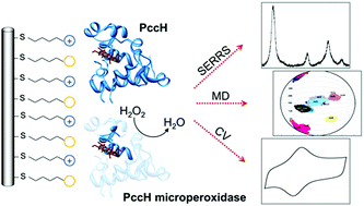 Graphical abstract: Structure, electrocatalysis and dynamics of immobilized cytochrome PccH and its microperoxidase