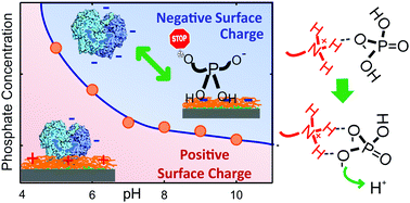 Graphical abstract: Dangerous liaisons: anion-induced protonation in phosphate–polyamine interactions and their implications for the charge states of biologically relevant surfaces