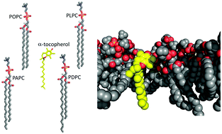 Graphical abstract: The vertical location of α-tocopherol in phosphatidylcholine membranes is not altered as a function of the degree of unsaturation of the fatty acyl chains