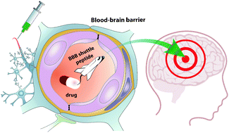 Graphical abstract: Blood–brain barrier shuttle peptides: an emerging paradigm for brain delivery