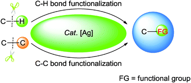 Graphical abstract: Ag-catalyzed C–H/C–C bond functionalization